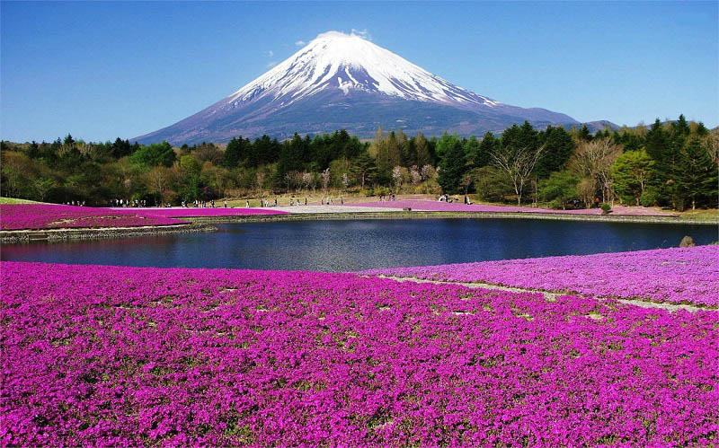 Vẻ đẹp khó cưỡng của Núi Phú Sĩ - Một biểu tượng của đất nước Nhật Bản