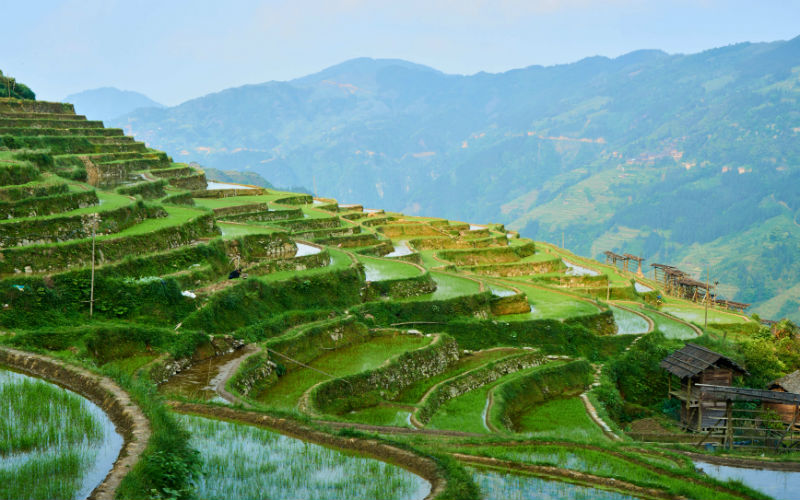 Cánh đồng ruộng bậc tháng Tegalalang là cánh đồng nổi tiếng nhất Châu Á