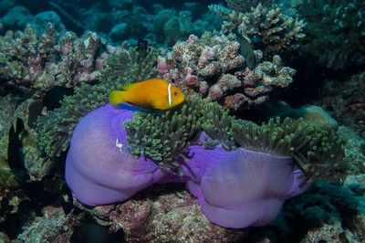 Tour du lịch Phú Quốc: Trải nghiệm câu cá lặn ngắm san hô | 1 ngày